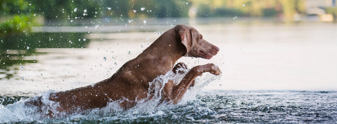 A weimaraner splashing through a lake.