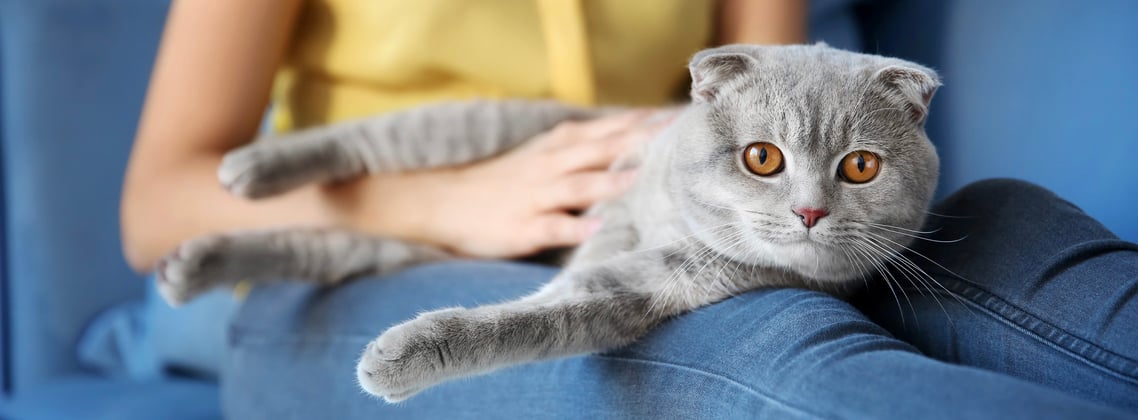 A grey Scottish Fold sitting on their owner's knee.