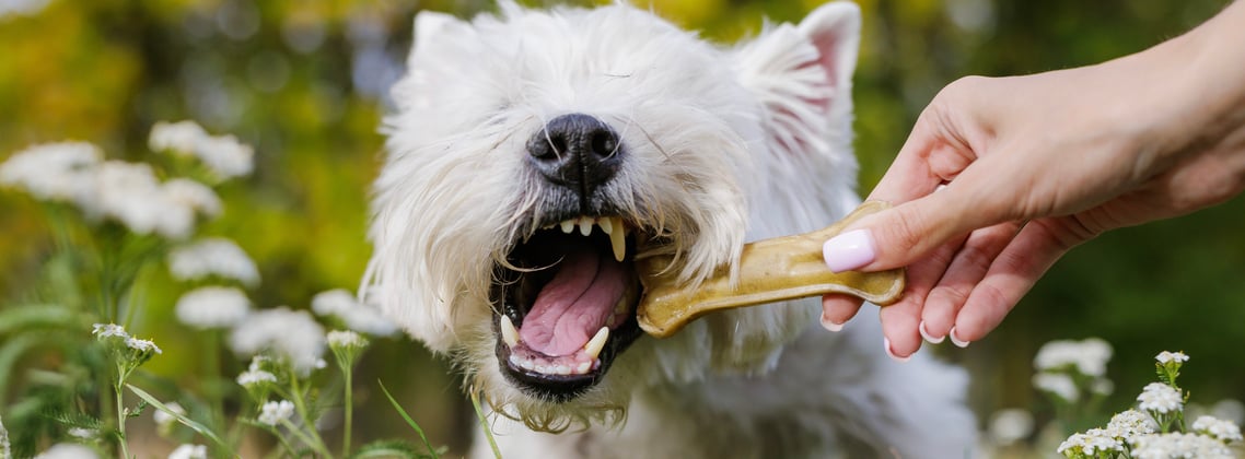 Westie chewing a dog chew in a field of flowers