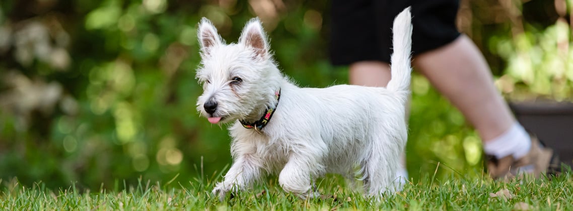 Westie walking in grass