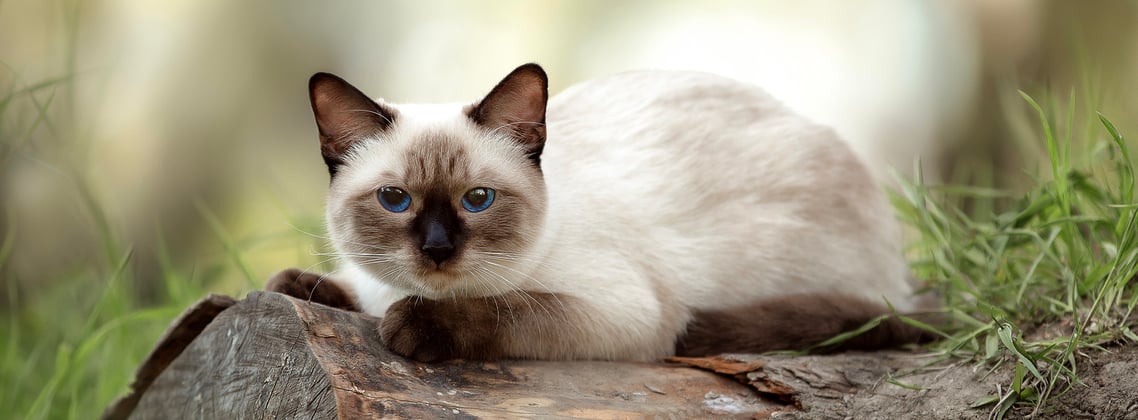 A Siamese cat laying down on a log.