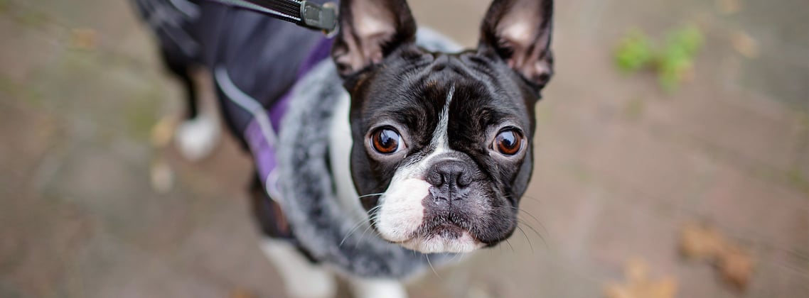 A boston terrier in a purple jacket looking up at the camera.