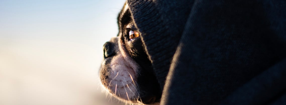 A boston terrier under a blanket looking out into the sunset.