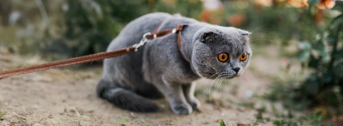 A grey scottish fold on a lead.