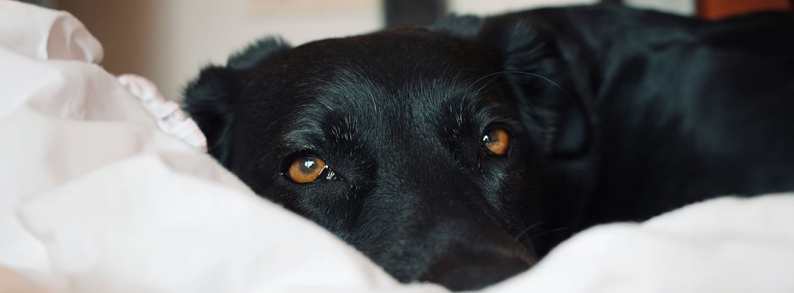 A close up of a black Labrador Retriever's eyes gazing at a camera