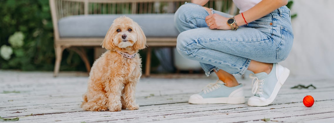 A maltipoo sitting next to her owner who is crouched down.