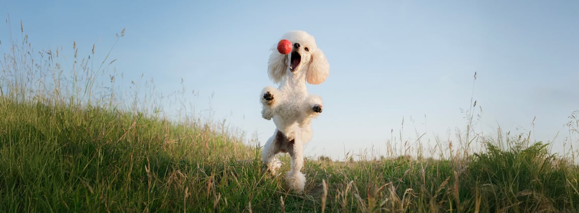 A white Poodle jumping in the air to catch a ball.
