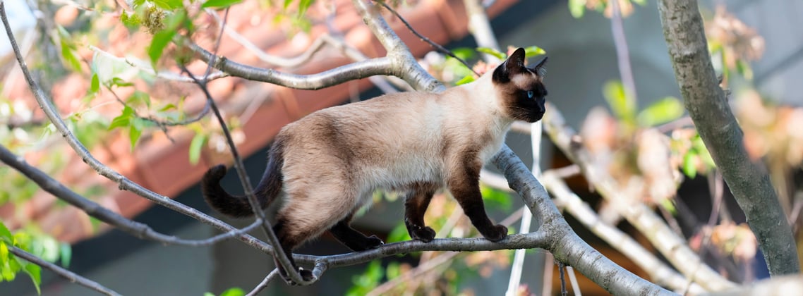 A Siamese cat climbing a tree and walking along a branch.