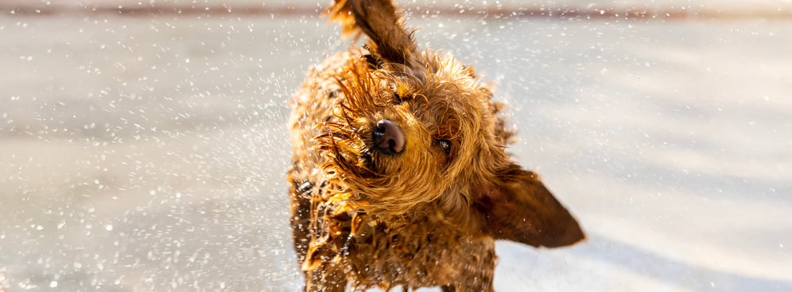 A goldendoodle shaking all the water off of its coat.