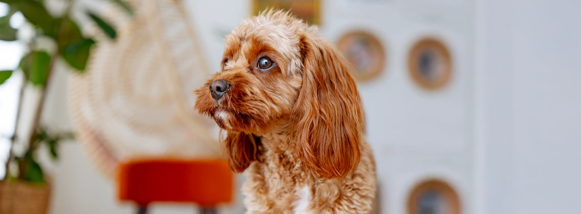 A brown dog looking slightly worried.
