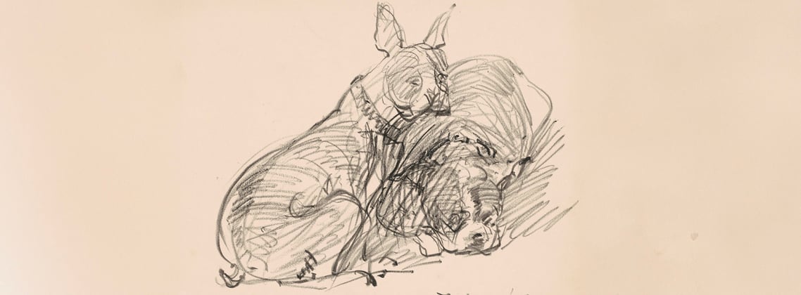 A historic drawing of a border terrier.