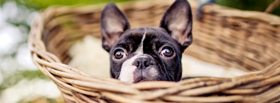 A boston terrier in a whicker basket.