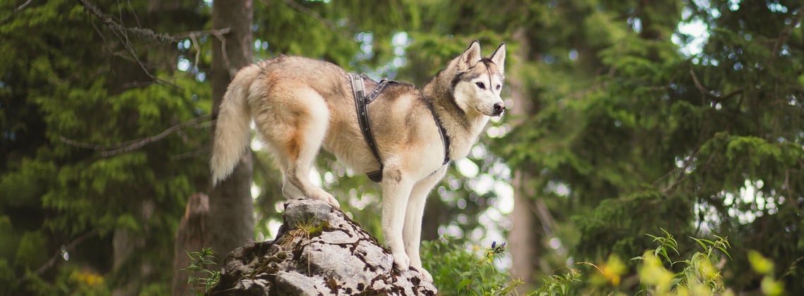 A siberian husky standing on top of a rock in a forest.