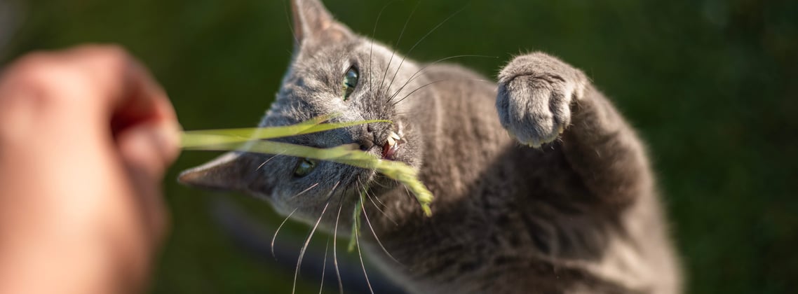 A russian blue trying to chew a blade of grass.