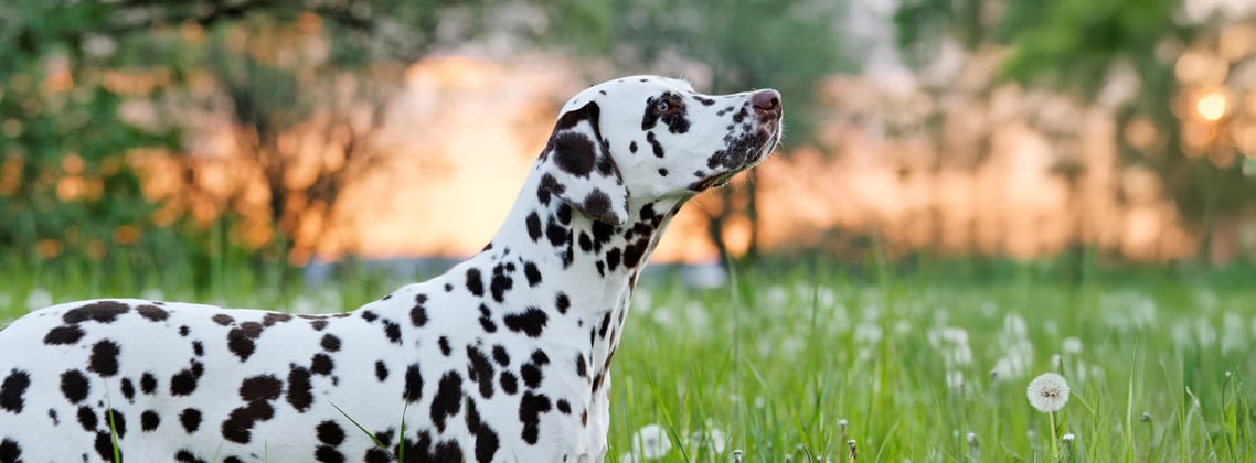 Dalmatian looking up standing in grass