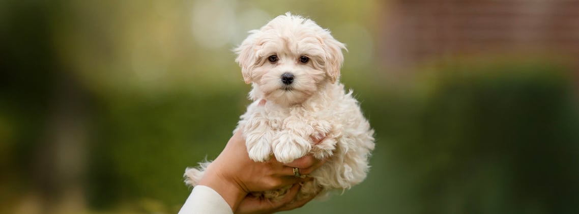 A hand holding a white puppy maltipoo.