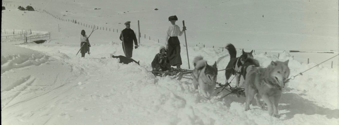 A historic photo of siberian huskies walking through snow.