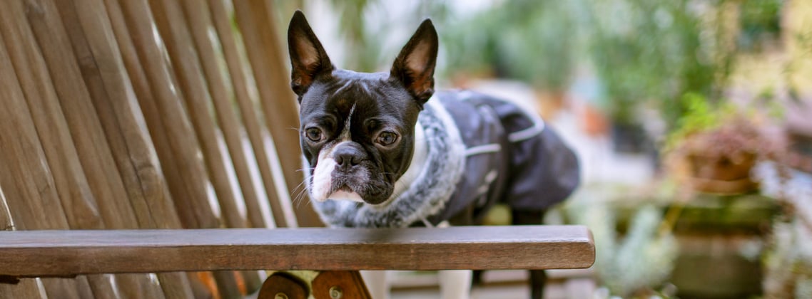 A boston terrier on a brown garden chair.