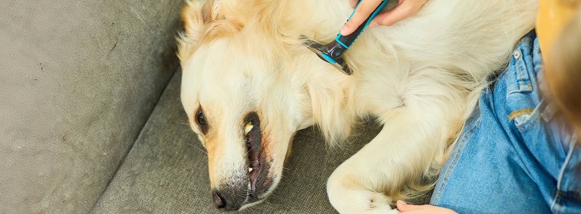 A golden retriever being groomed.