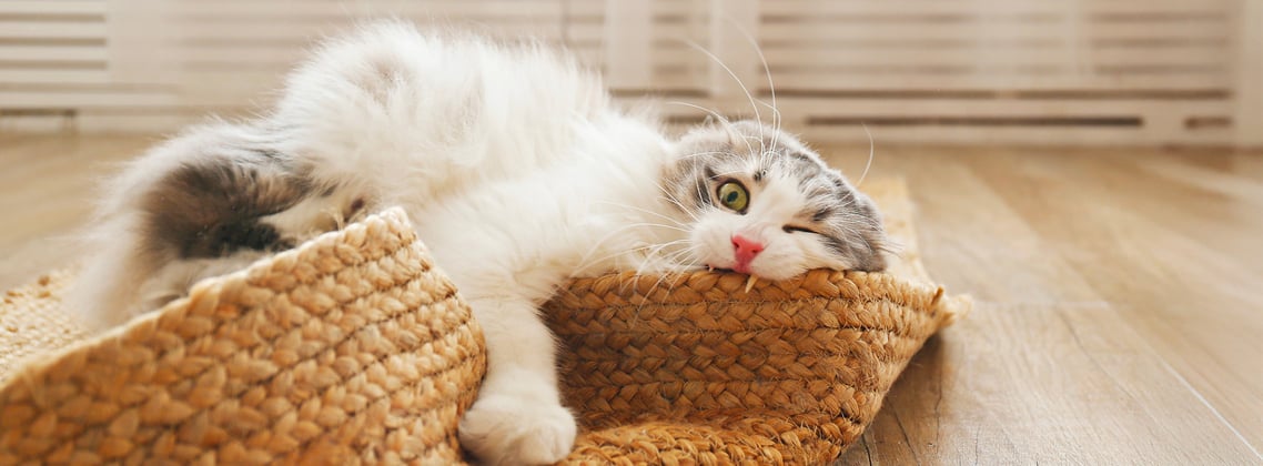 A siberian cat chewing on the edge of a whicker mat.