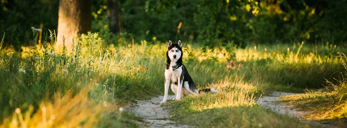 A siberian husky sitting on a path in a park at dusk.