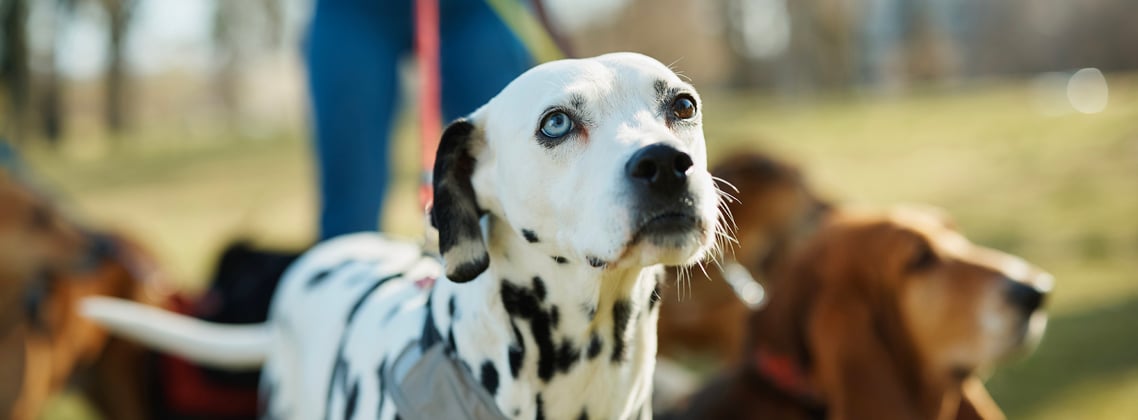 Dalmatian standing outside