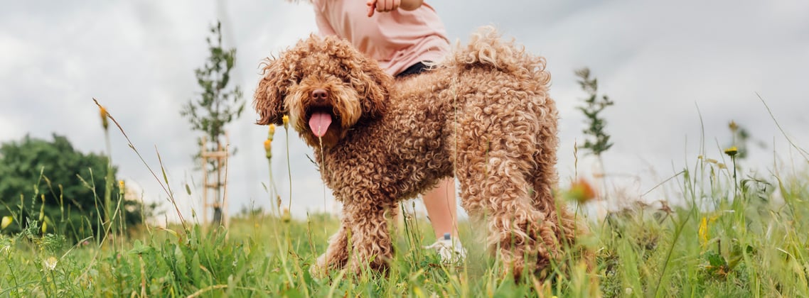 A brown maltipoo standing in grass.