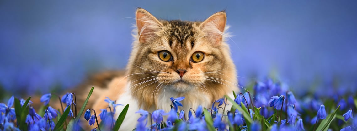 A siberian cat sitting among deep purple flowers.