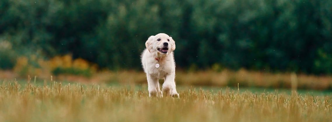 A golden retriever running across grass.