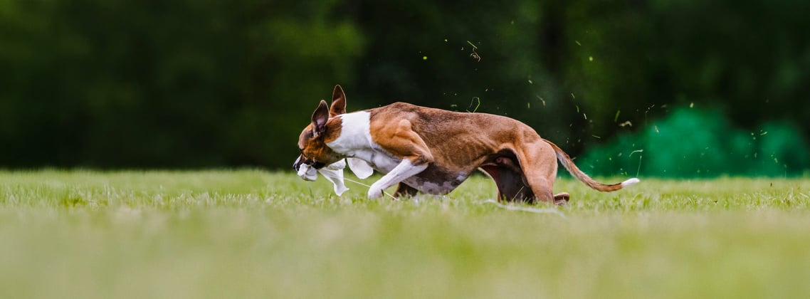 A lurcher leaping through the air.