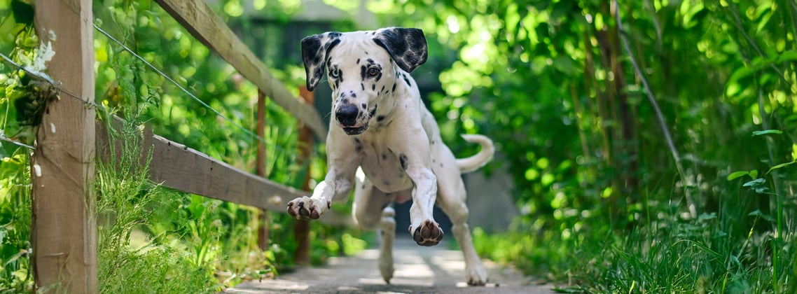 Dalmatian puppy running through a forest path