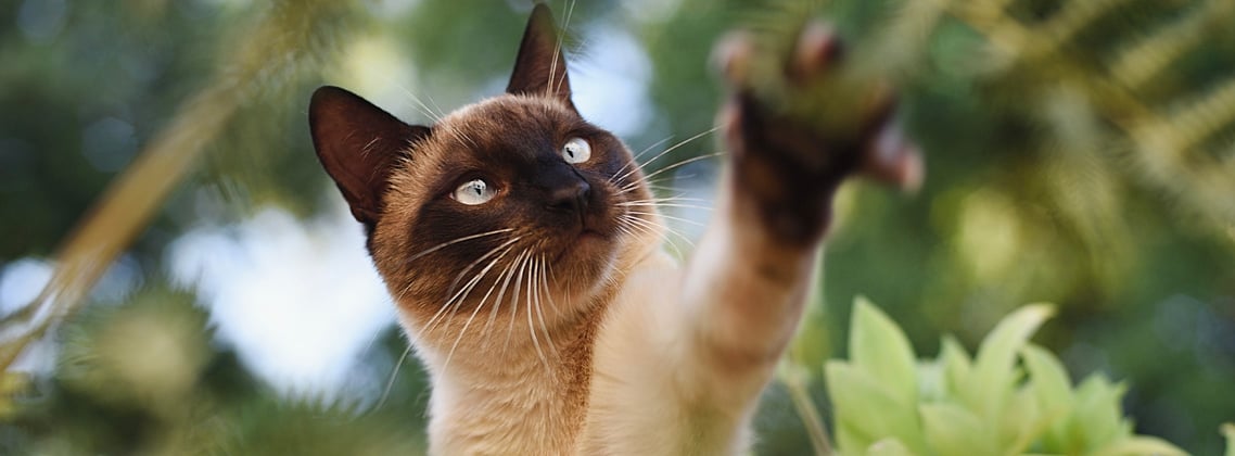 A Siamese cat reaching for a branch.