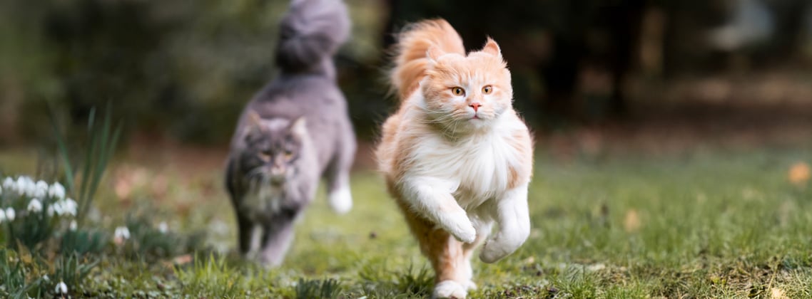 Two cats running together in a field.