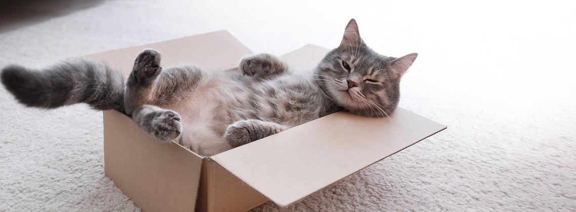 A cat laying on its back in a box.