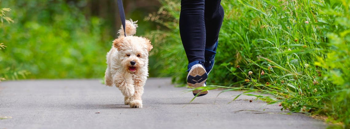 a maltipoo running with their owner outdoors.