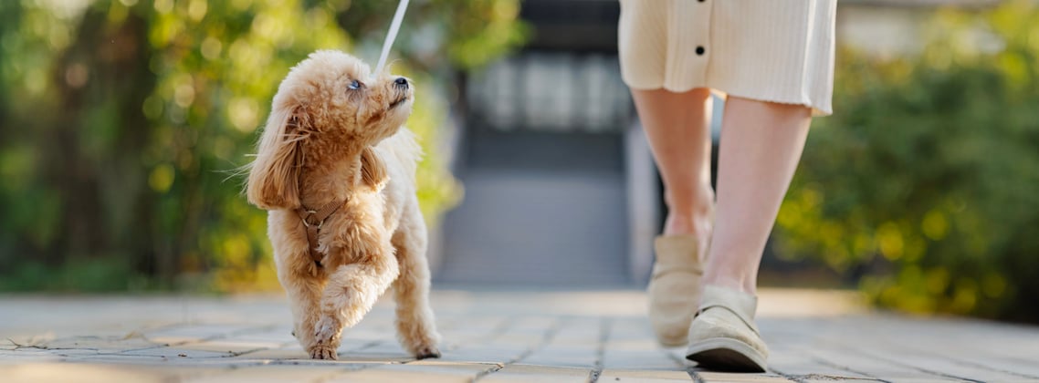 A maltipoo being walked on a sunny day.
