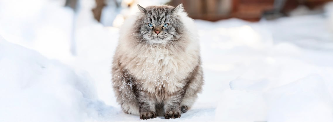 A big fluffy siberian cat sitting in the snow.