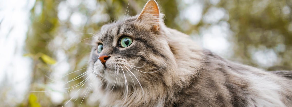 A siberian cat with large eyes looking into the distance.