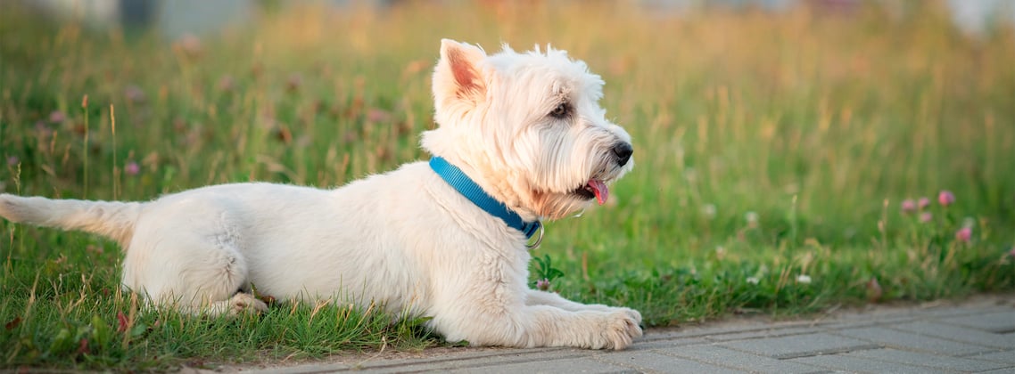 West Highland White Terrier with blue collar lying on grass next to pavement