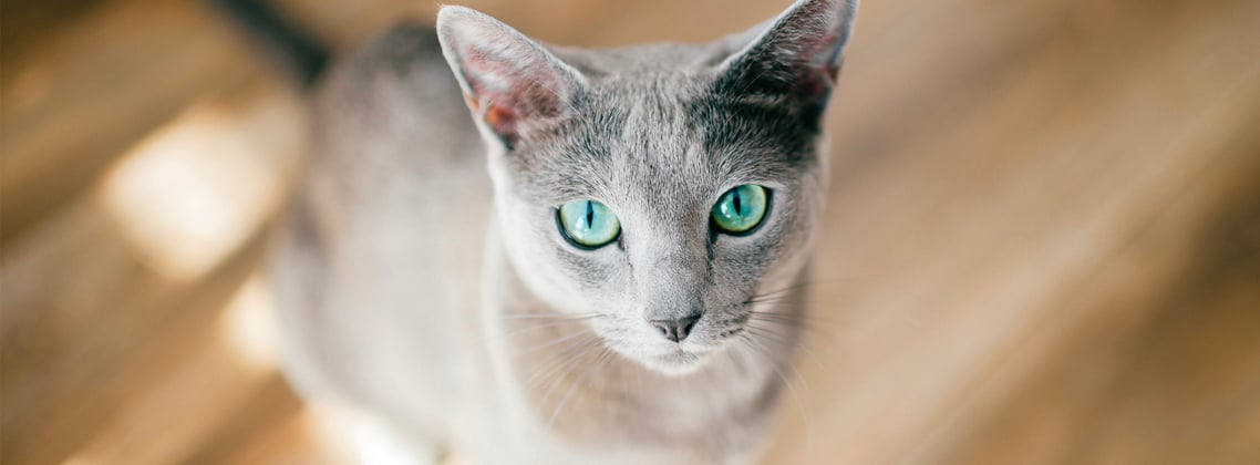 A russian blue staring intently at the camera.