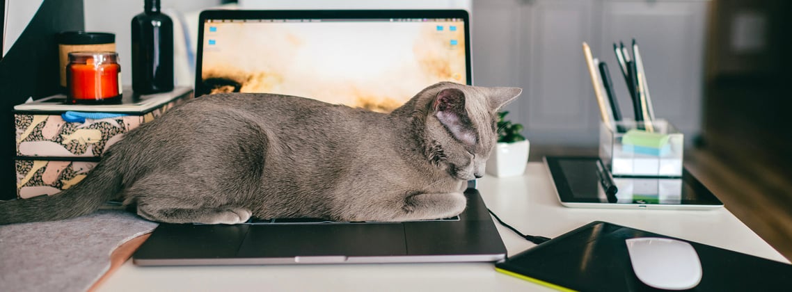 A russian blue asleep on a laptop.
