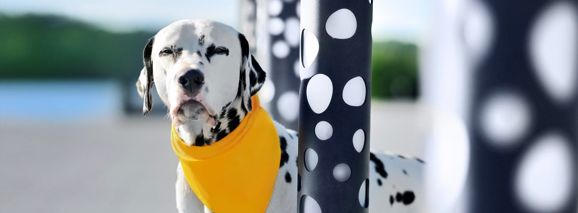 Dalmatian wearing yellow scarf standing next to black and white spotted poles