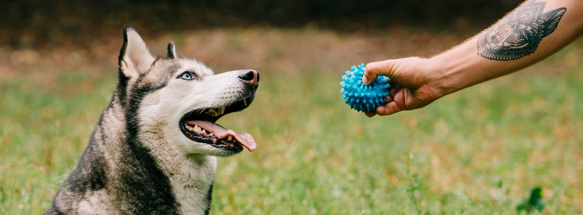 A siberian husky and its owner playing with a blue ball.