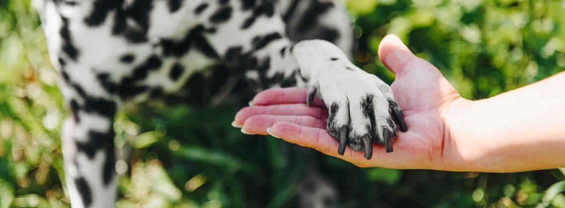 Dalmatian's paw on owner's hand