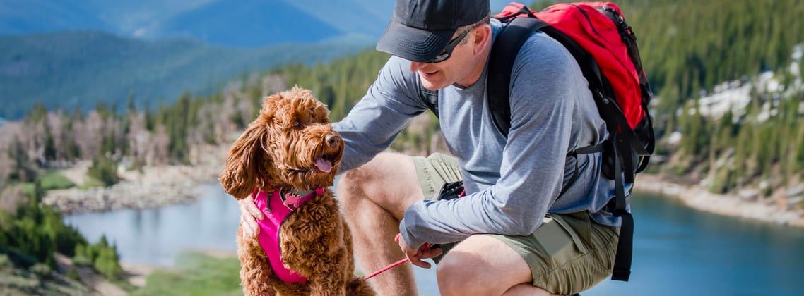 Labradoodle wearing a pink harness on a hike with owner