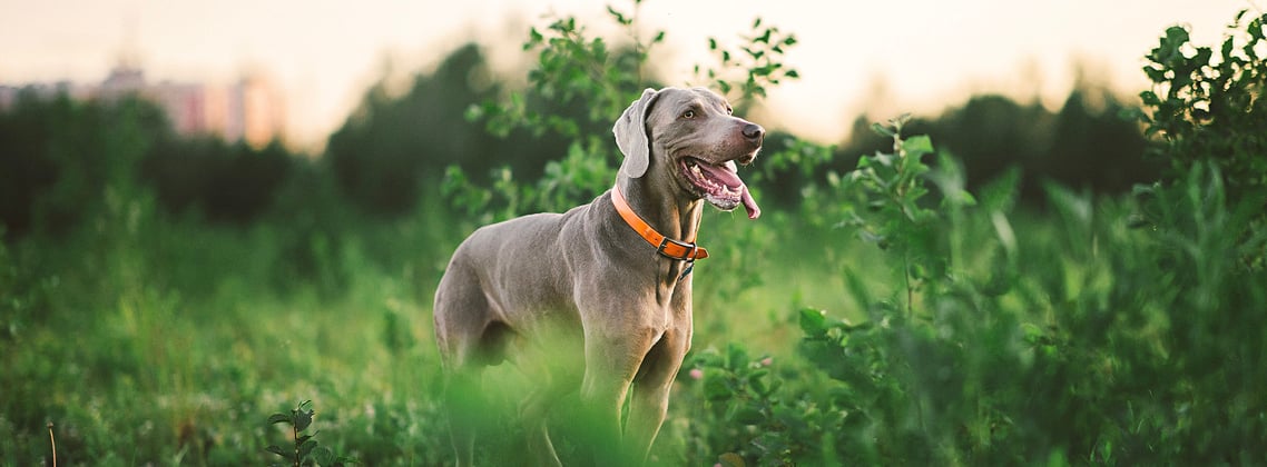 A weimaraner among tall green grass.
