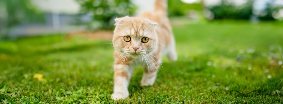 A scottish fold walking on grass.