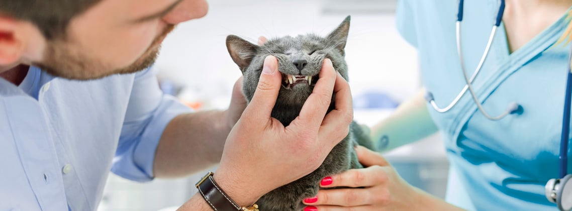 A russian blue having its teeth checked by two vets.