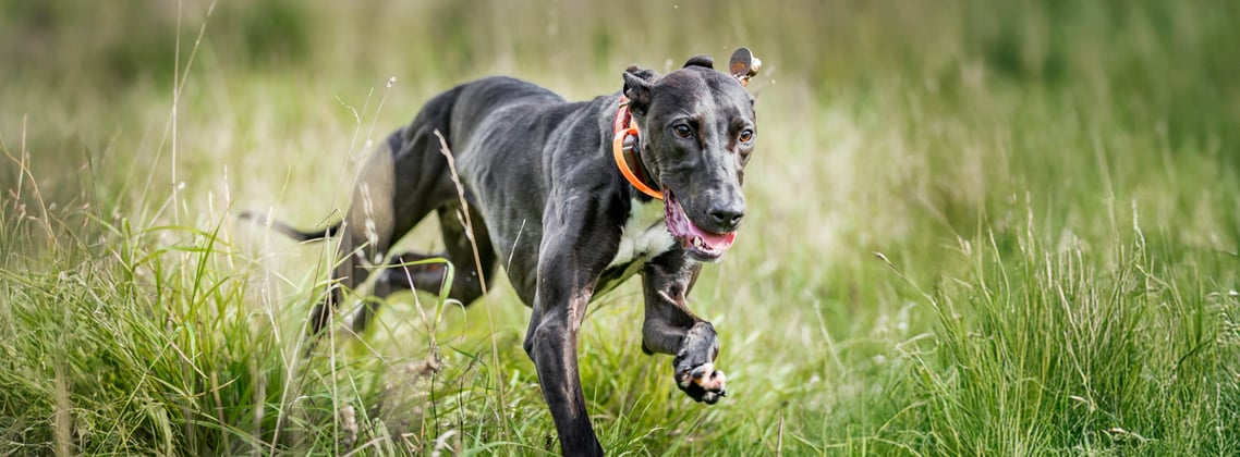 A black lurcher running through grass.