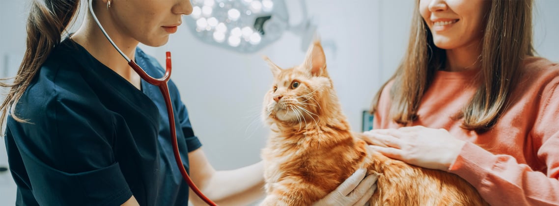 Ginger cat being checked by the vet